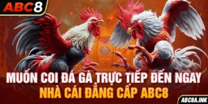 Muốn coi đá gà trực tiếp? đến ngay nhà cái đẳng cấp ABC8